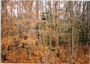 wooded